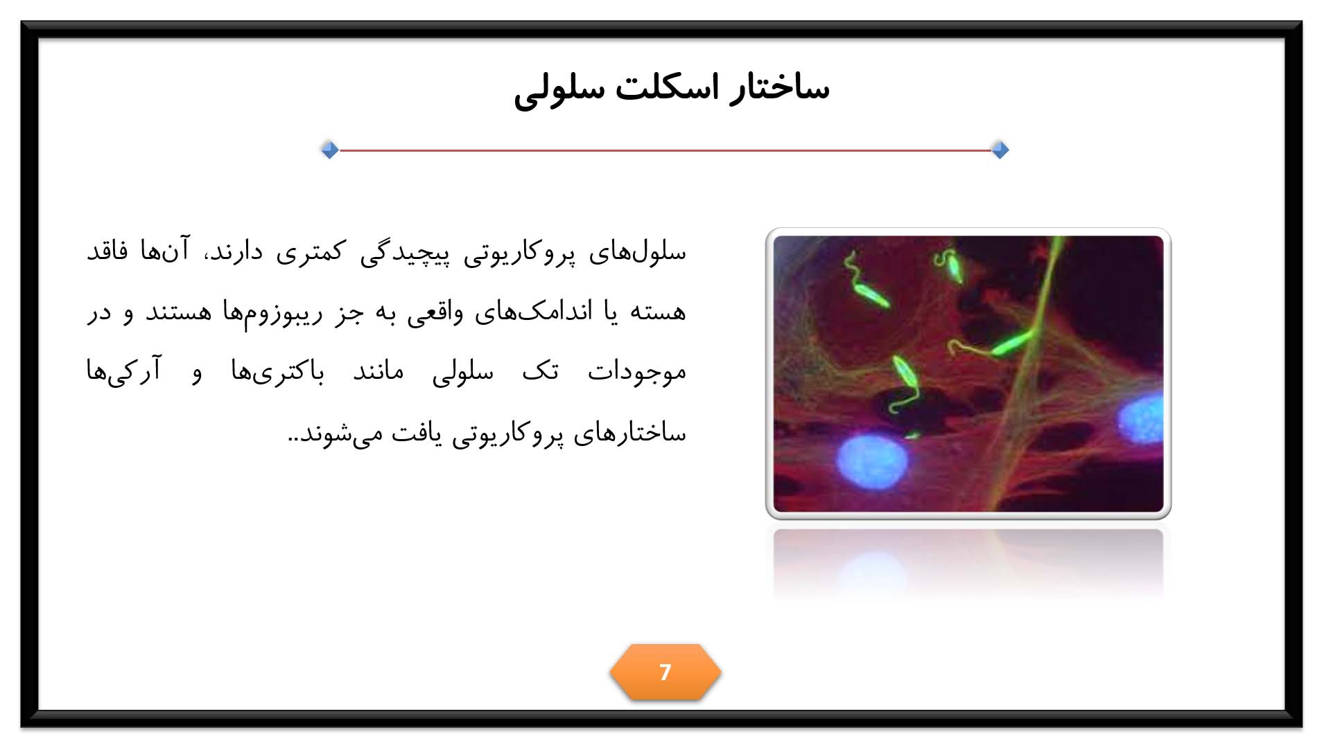 پاورپوینت در مورد اسکلت سلولی 